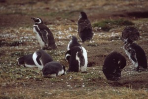 0693a tučňáci v Seno Otway.jpg